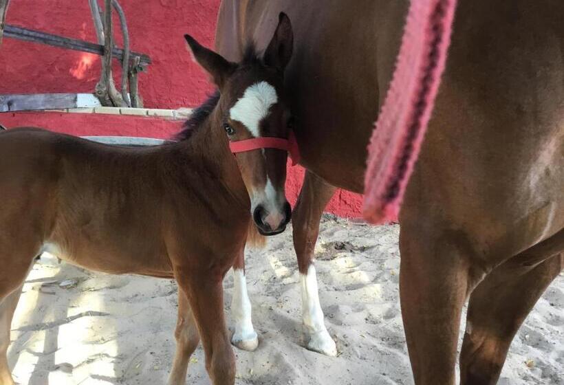 ベッドアンドブレックファースト Casa Do Jardim