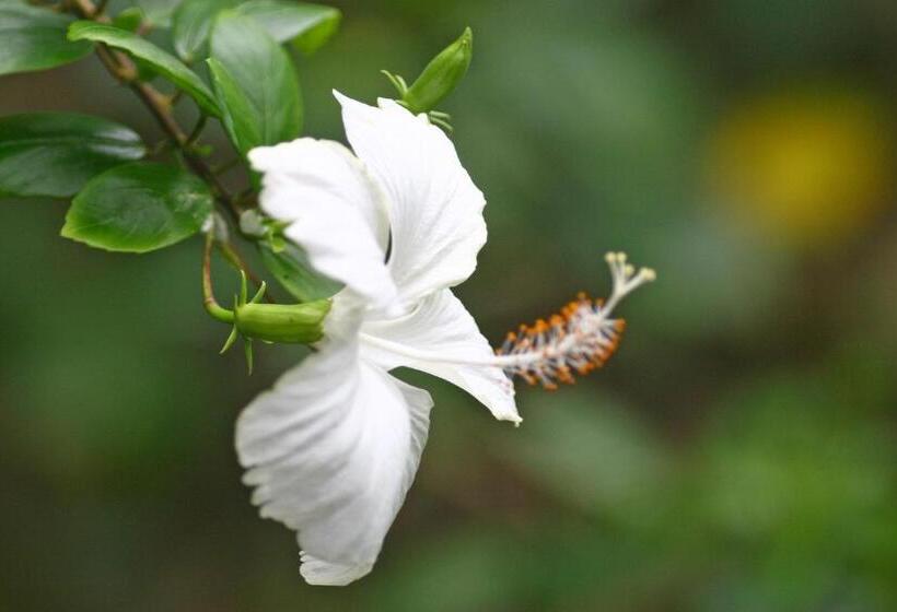 酒店 Pousada Hanalei