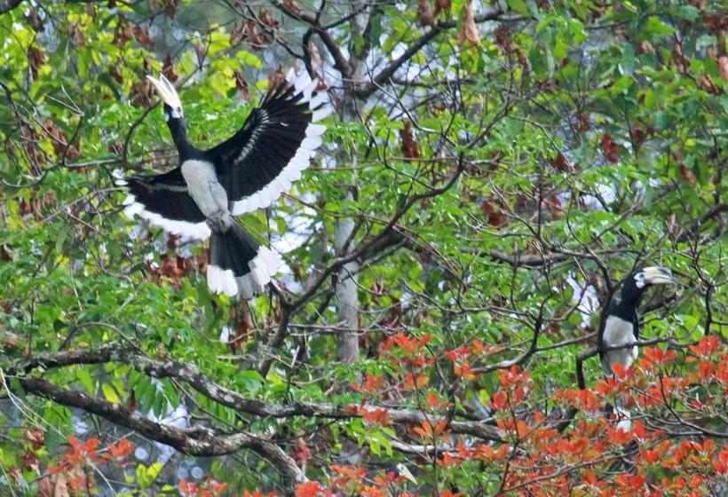 Coco Khao Sok Hostel