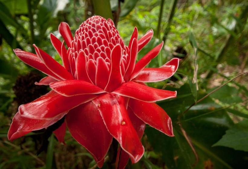 Coco Khao Sok Hostel