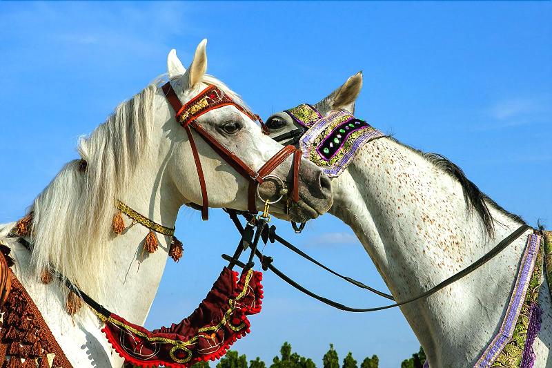 هتل Great Pyramid Inn