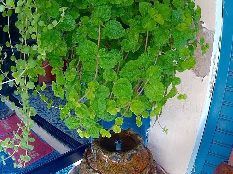 Общежитие Twin House At Tapae