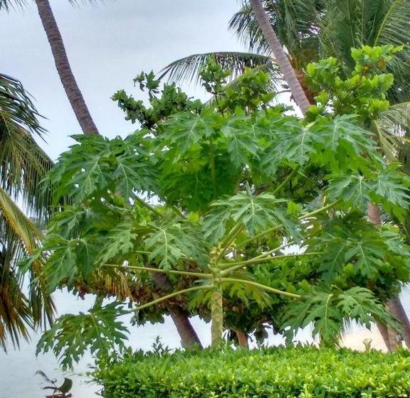 مبيت وإفطار Ocean 11 Residence