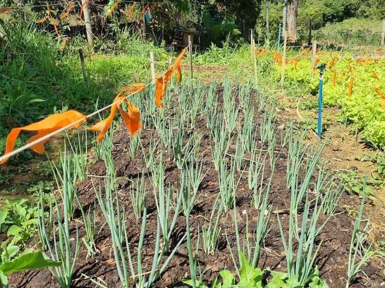 منتجع Sertão Veredas Hotel Fazenda