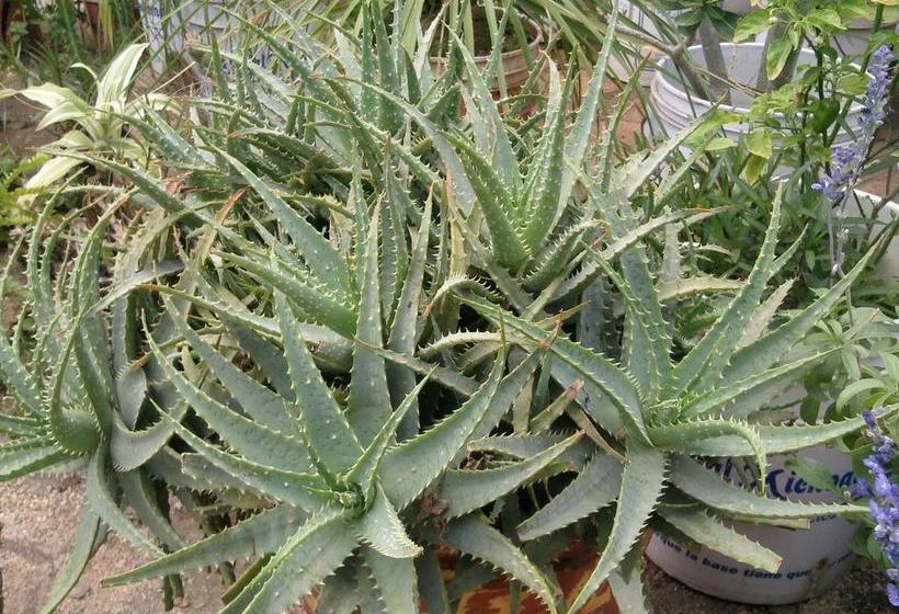 Hotel Tierra Del Sol