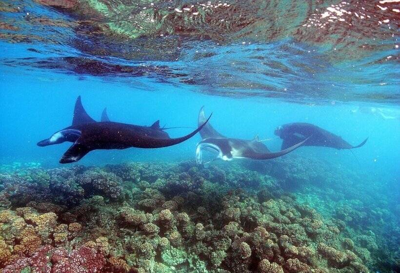 Barefoot Manta Island Resort