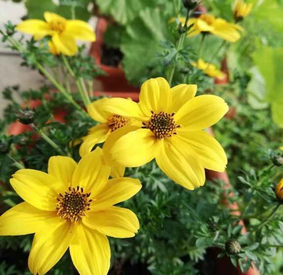 ペンション Casa De Vacanta Padis