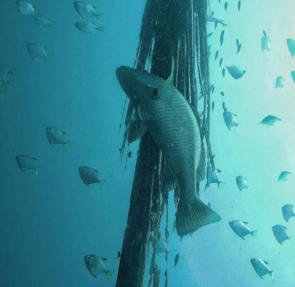 פנסיון Eden Beach Resort