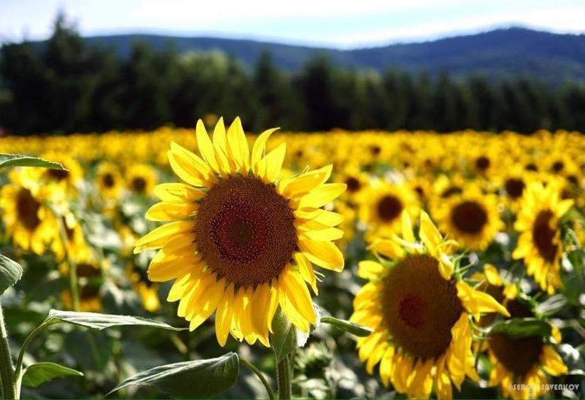 مبيت وإفطار Le Grand Jardin