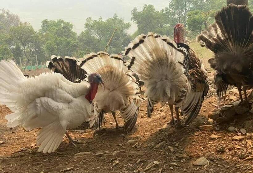 هتل Paarc , Nepal