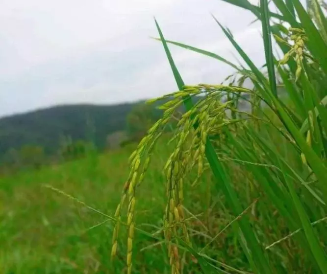 Bbvc Hostel   Collegestay