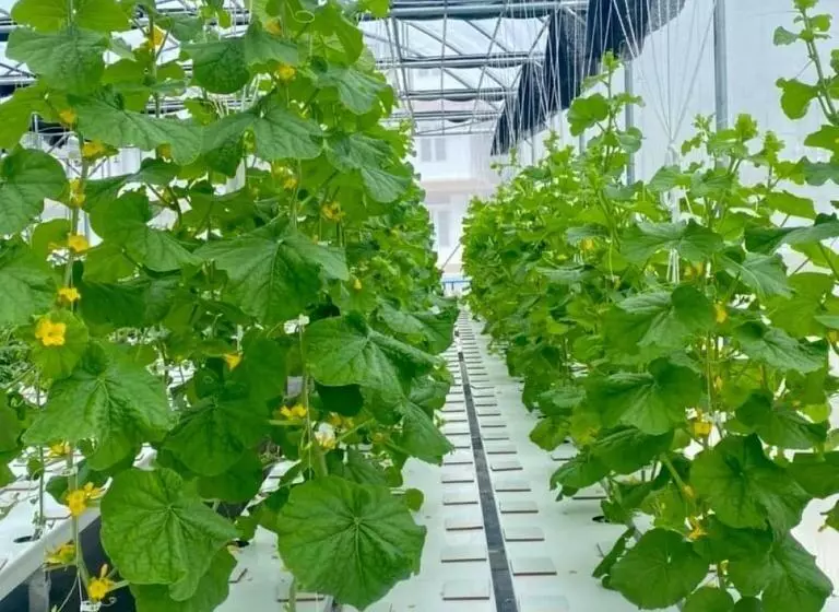 Bbvc Hostel   Collegestay