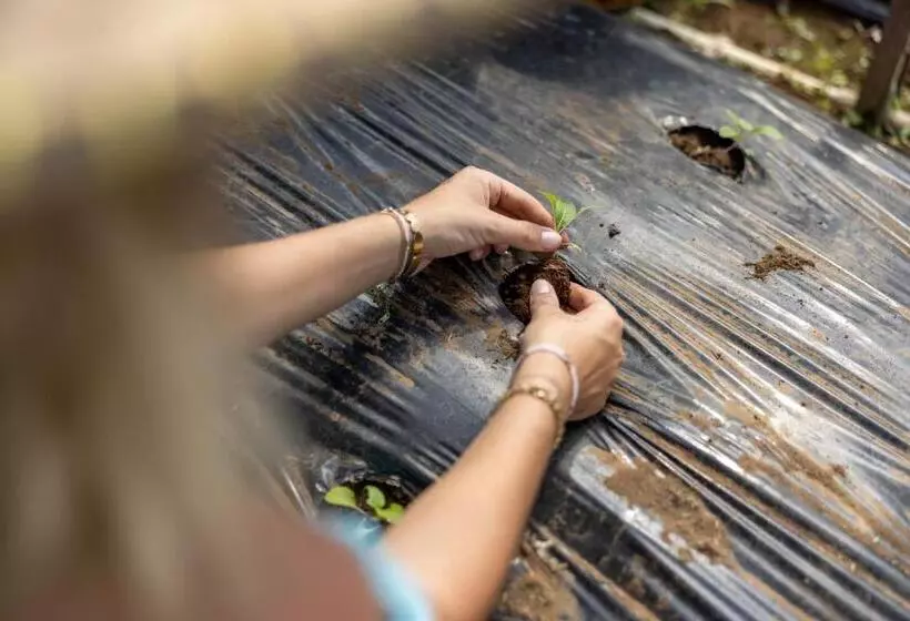 ホテル Munduk Tentrem Resort