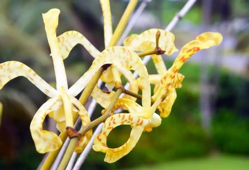 ホテル Tailevu