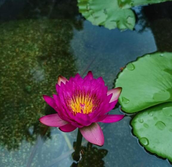 Hotel Centro Social Ecoturistico La Alberca