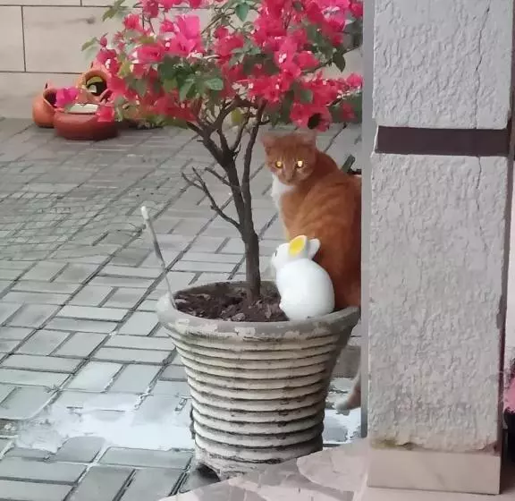 Majatalo Kitnet Da Elô