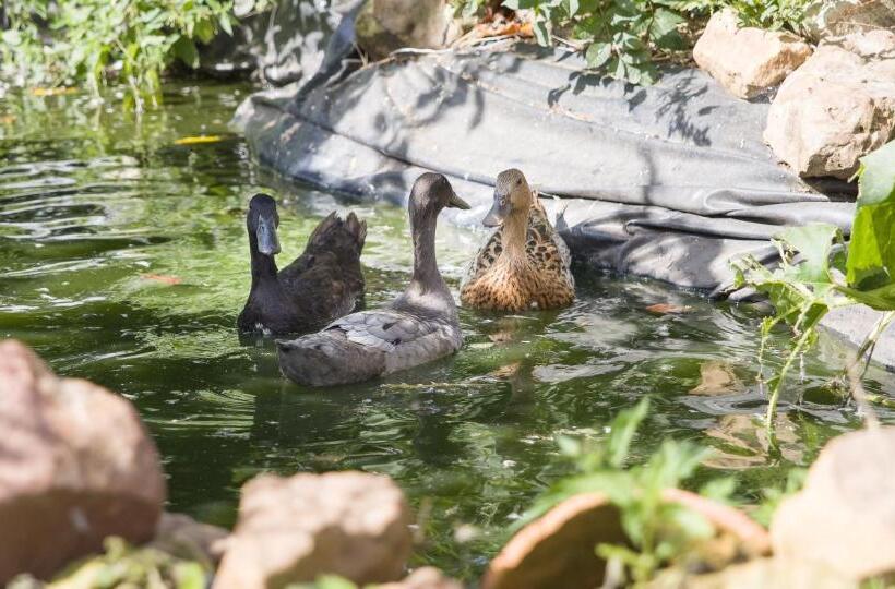 Pension La Ferme Du Tilleul Chambres D Hôtes Tout Conforts   Familiale   Entre Amis   Pro