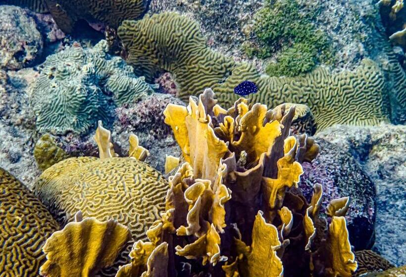 Beachfront Palapa21 Jan Thiel