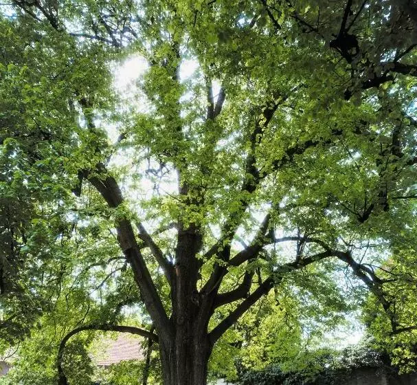 Hotelli Kloster Drübeck