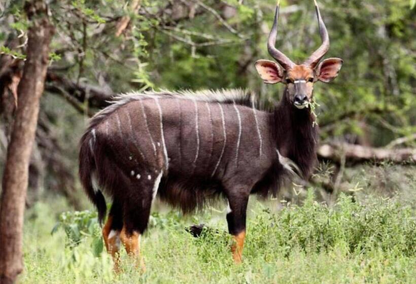 אתר נופש Kingdom Game Ranch