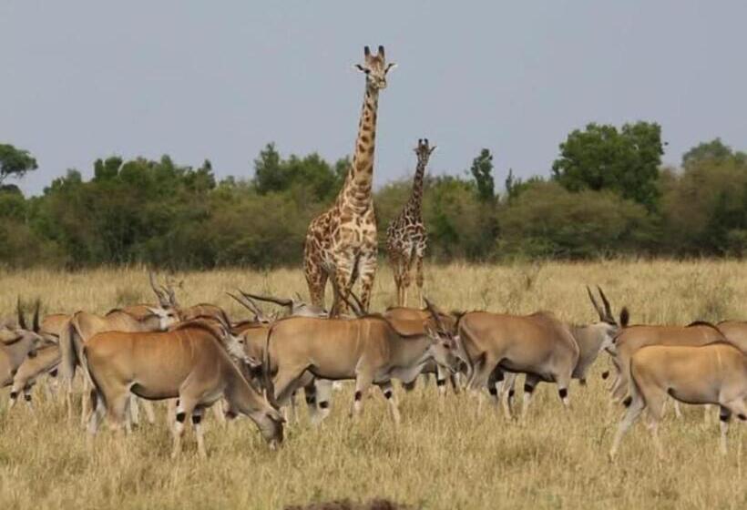 אתר נופש Kingdom Game Ranch