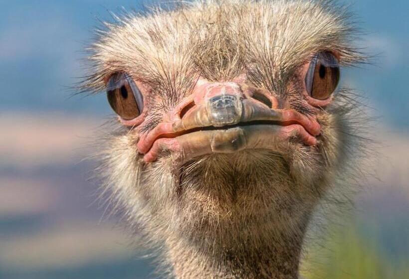 אתר נופש Kingdom Game Ranch