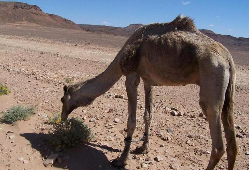 بنسيون Chez Kossai Atlas Farm