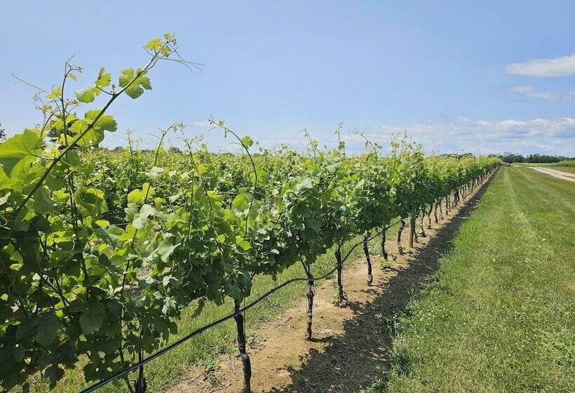 مبيت وإفطار Vine & Sand