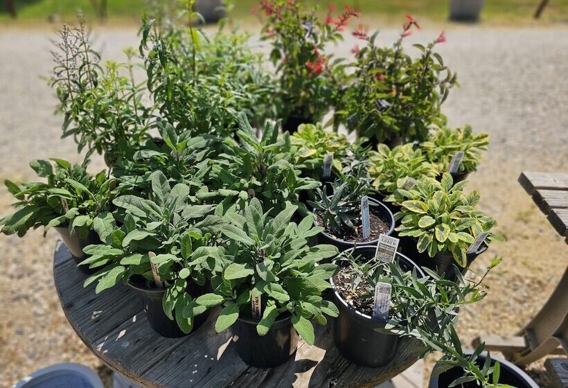 مبيت وإفطار Vine & Sand