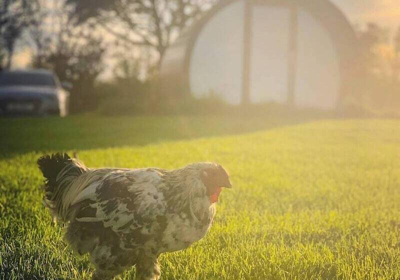 酒店 Black Knowe, Luxury Glamping Pods, Ballycastle