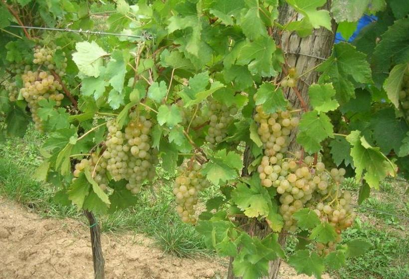 호텔 Weinbauernhof Vier Jahreszeiten