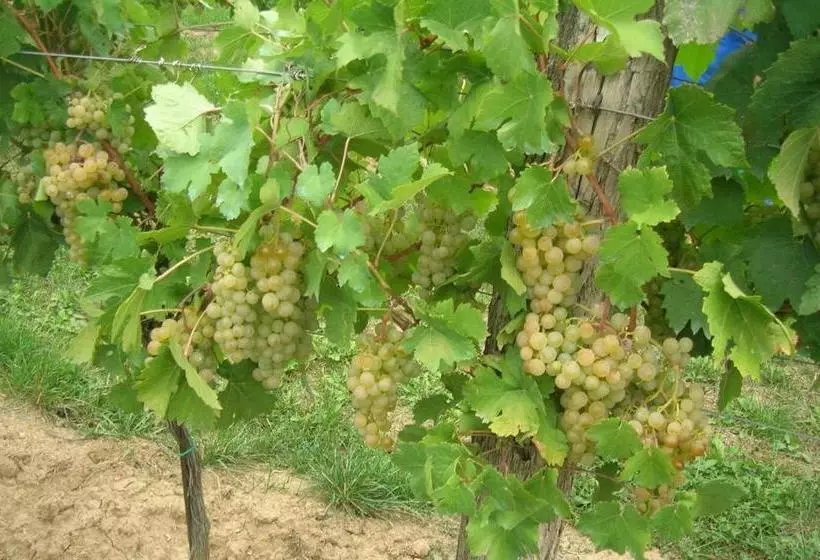 ホテル Weinbauernhof Vier Jahreszeiten