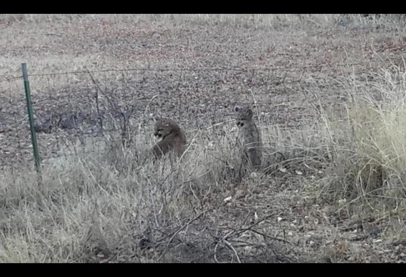 Отель Creek Side Bed And Breakfast