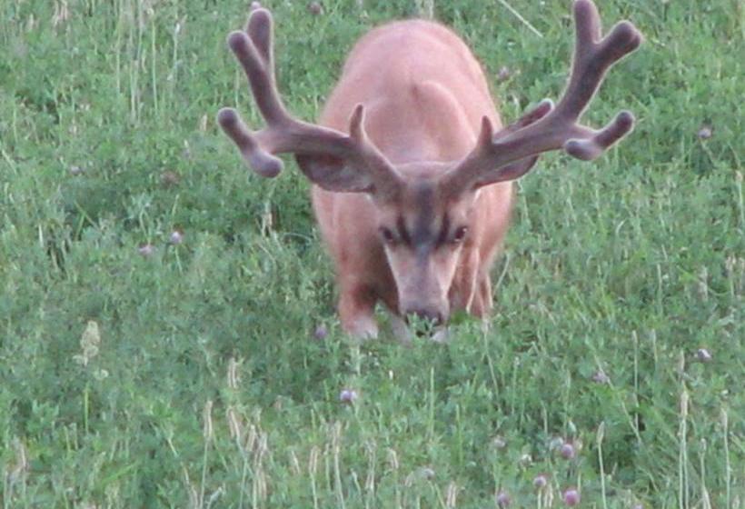 Отель Creek Side Bed And Breakfast