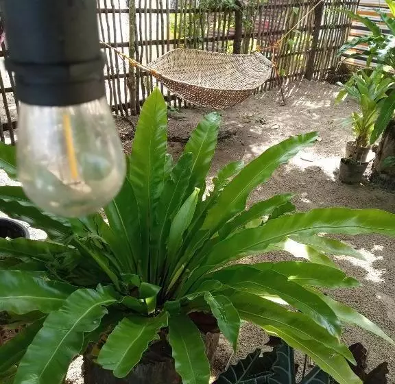 ベッドアンドブレックファースト Balai Ko Beach & Cottages