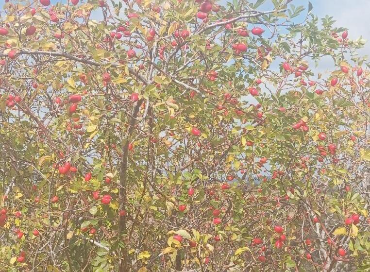 تختخواب و صبحانه Household Ušćumlić Oaza Mira