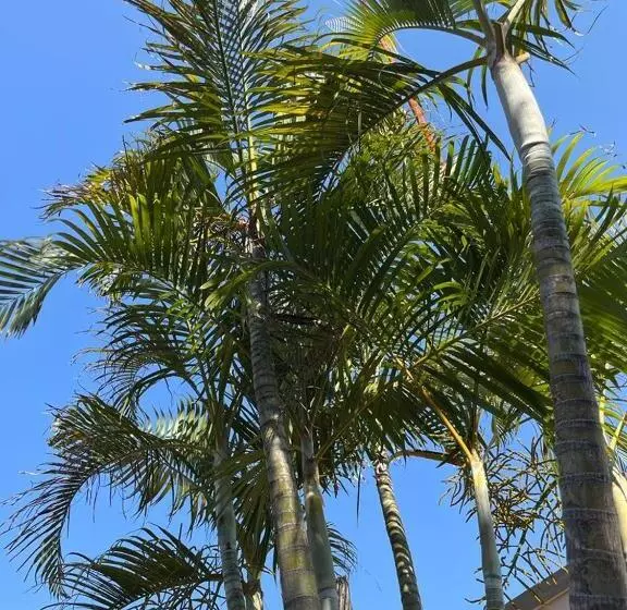 ペンション Serene Accommodation Palace