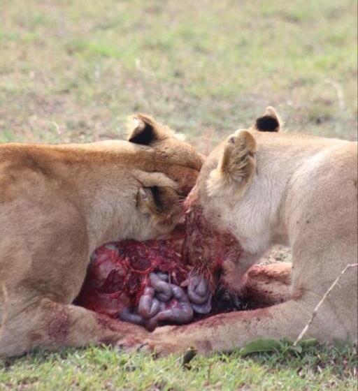 پانسیون Kanunka House