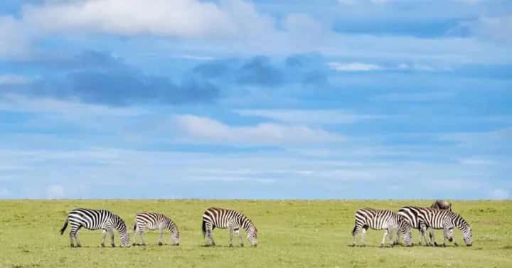 پانسیون Kanunka House