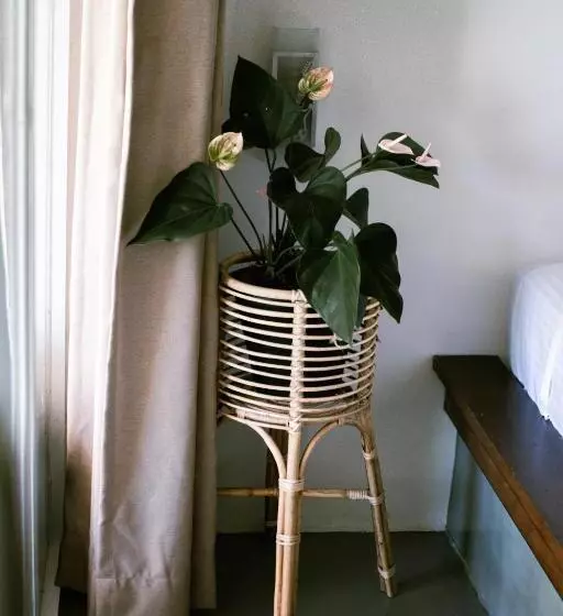 Aamiaismajoitus (B&B) Calma   Surf, Yoga & Coffee On A Private Beach