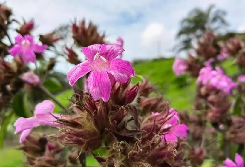 Hotelli Aurora Inn, Nuevo Arenal