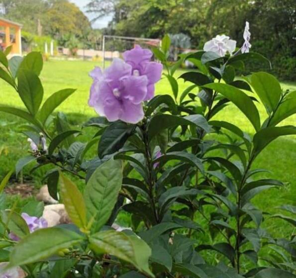 بنسيون Hospedaje Familar Campestre Villa Alondra