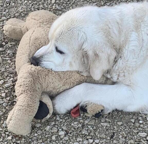 مبيت وإفطار Lys D Avril