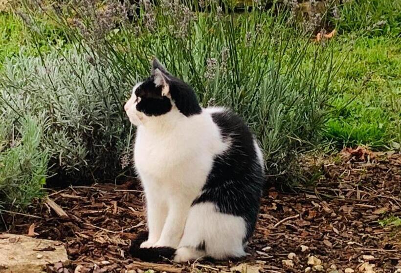 مبيت وإفطار Lys D Avril