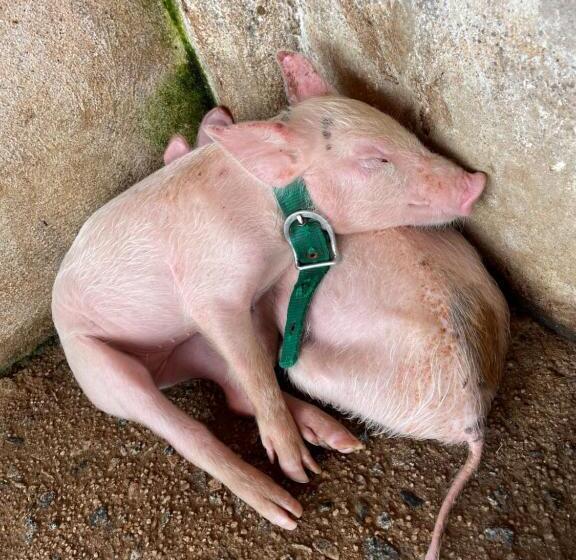 Flat Hotel Fazenda Monte Castelo