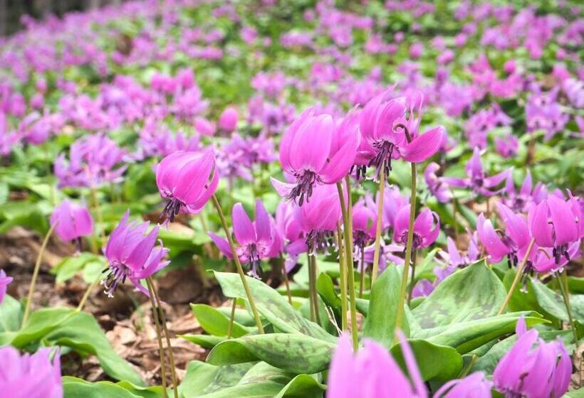 Tamachi Bukeyashiki Hotel Vacation Stay 20163v