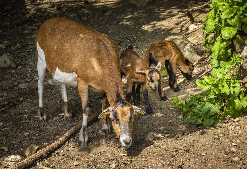 فندق Gasthof Pesbichl