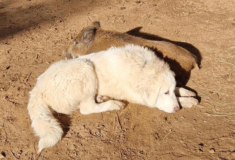 酒店 Chambre D Hôtes En Roulotte