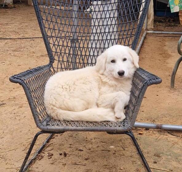 酒店 Chambre D Hôtes En Roulotte