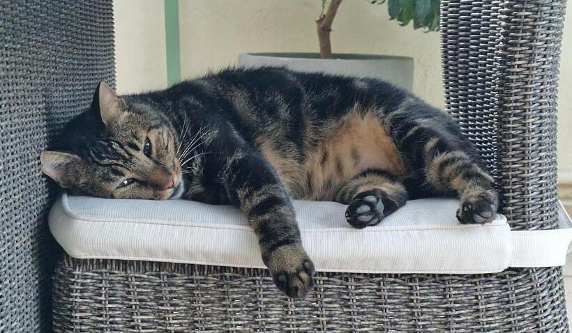 צימר La Vigneronne De Gigean